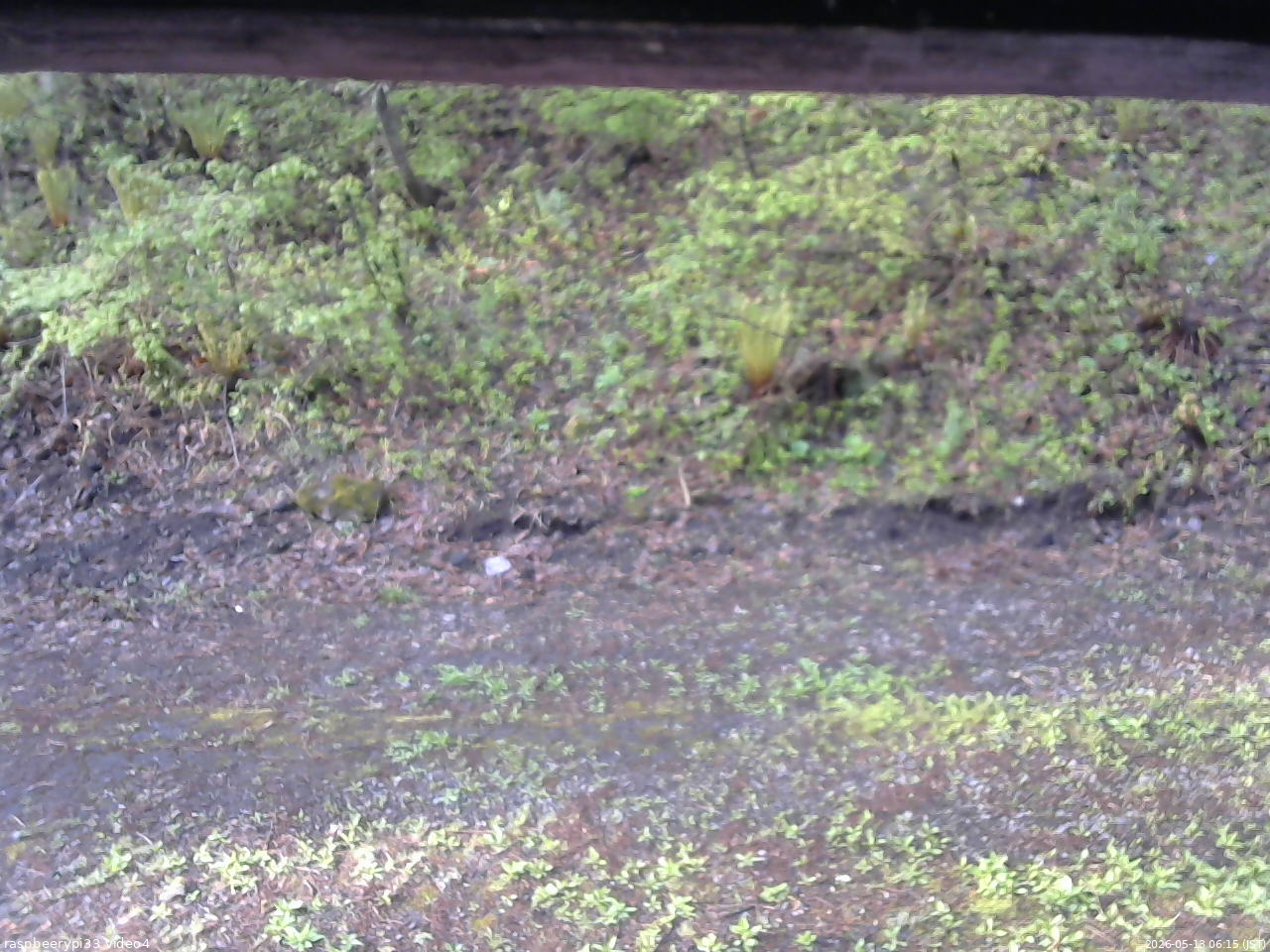 長野県菅平高原 ゆたか山荘 東側(坂下) 2026/05/13 06:15