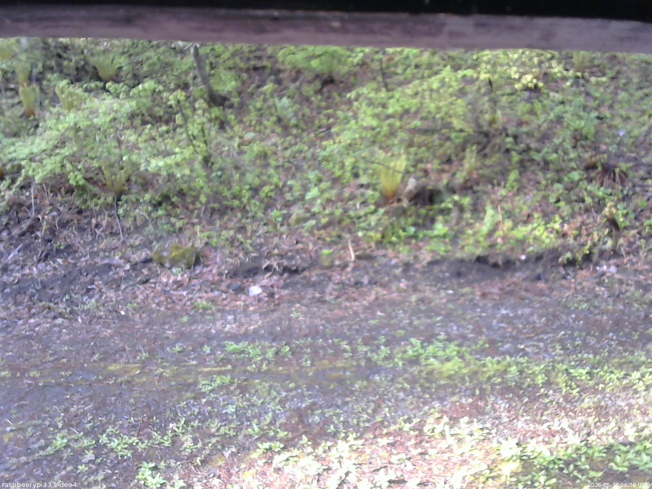 長野県菅平高原 ゆたか山荘 東側(坂下) 2026/05/13 06:30