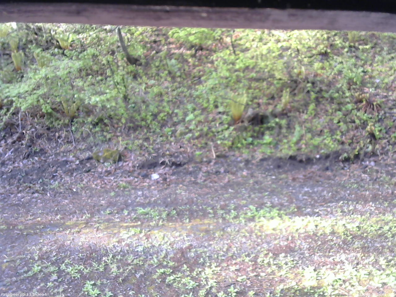 長野県菅平高原 ゆたか山荘 東側(坂下) 2026/05/13 06:45