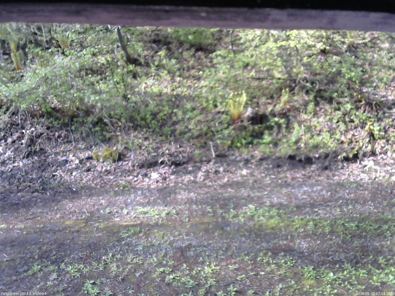 長野県菅平高原 ゆたか山荘 東側(坂下) 2026/05/13 07:15