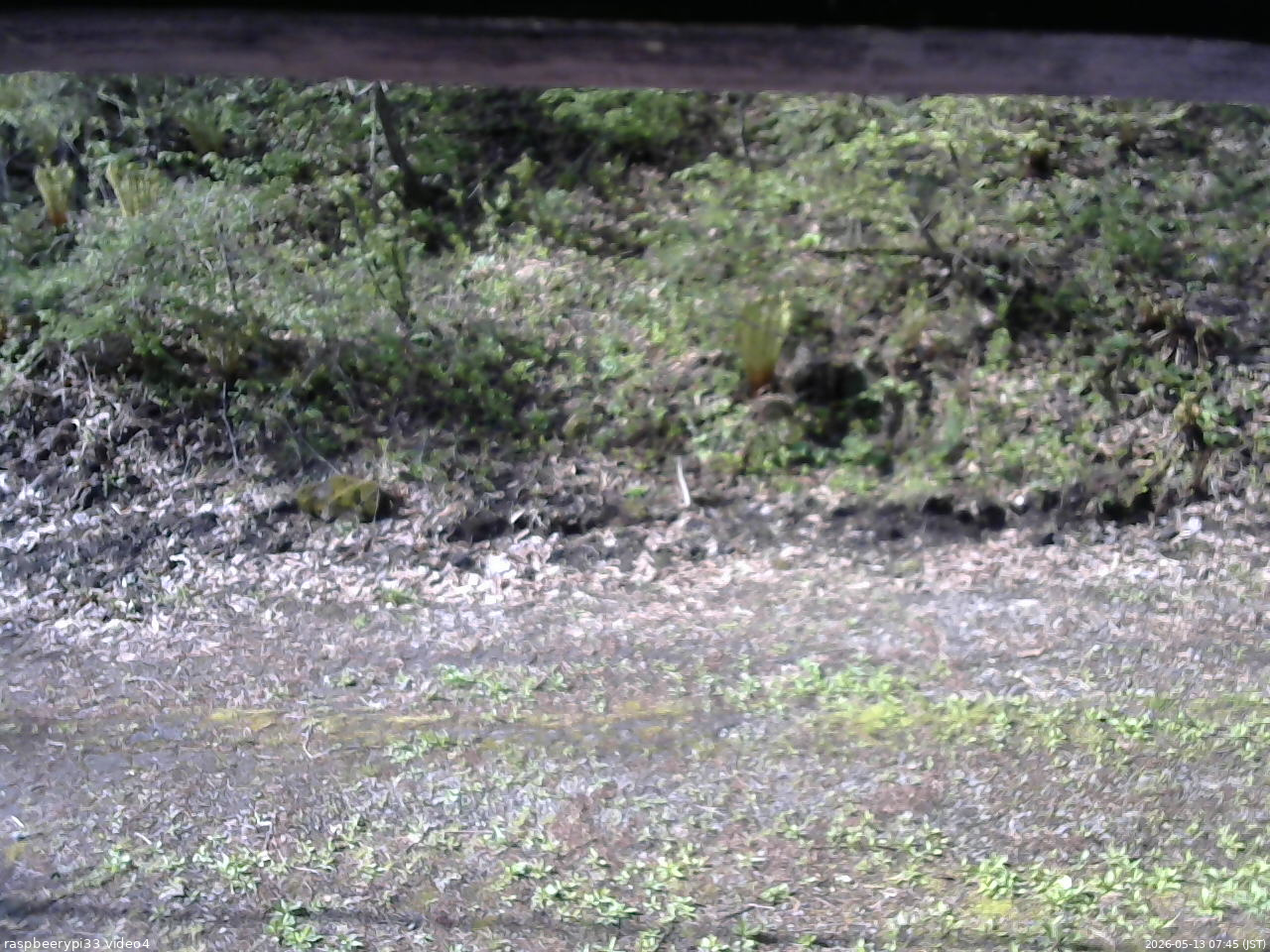 長野県菅平高原 ゆたか山荘 東側(坂下) 2026/05/13 07:45