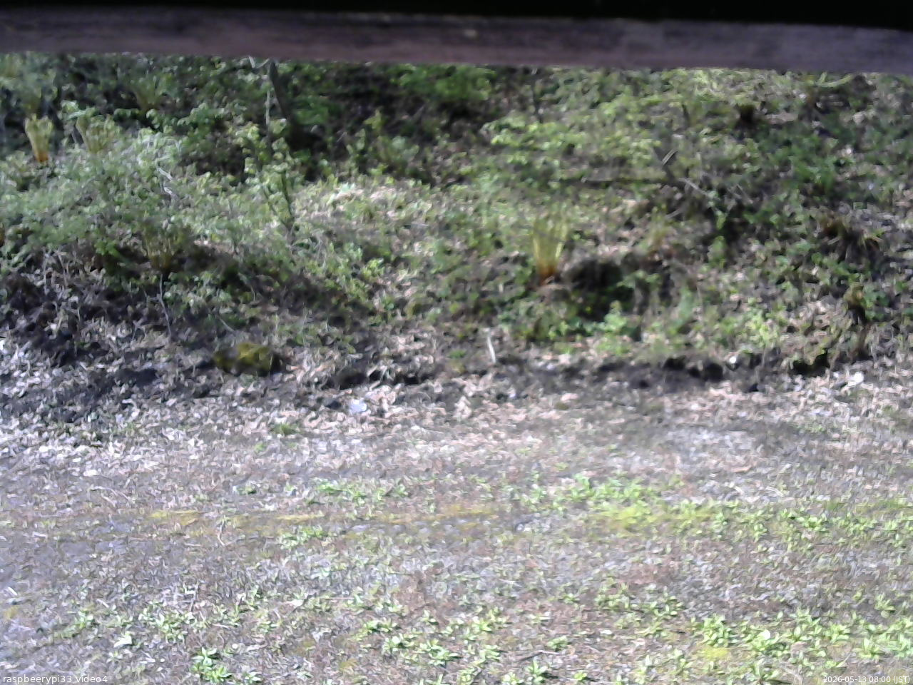 長野県菅平高原 ゆたか山荘 東側(坂下) 2026/05/13 08:00