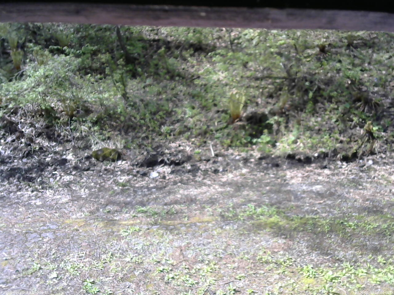 長野県菅平高原 ゆたか山荘 東側(坂下) 2026/05/13 08:30