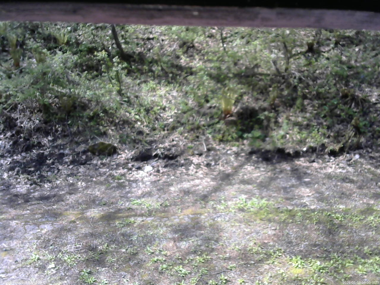 長野県菅平高原 ゆたか山荘 東側(坂下) 2026/05/13 09:00