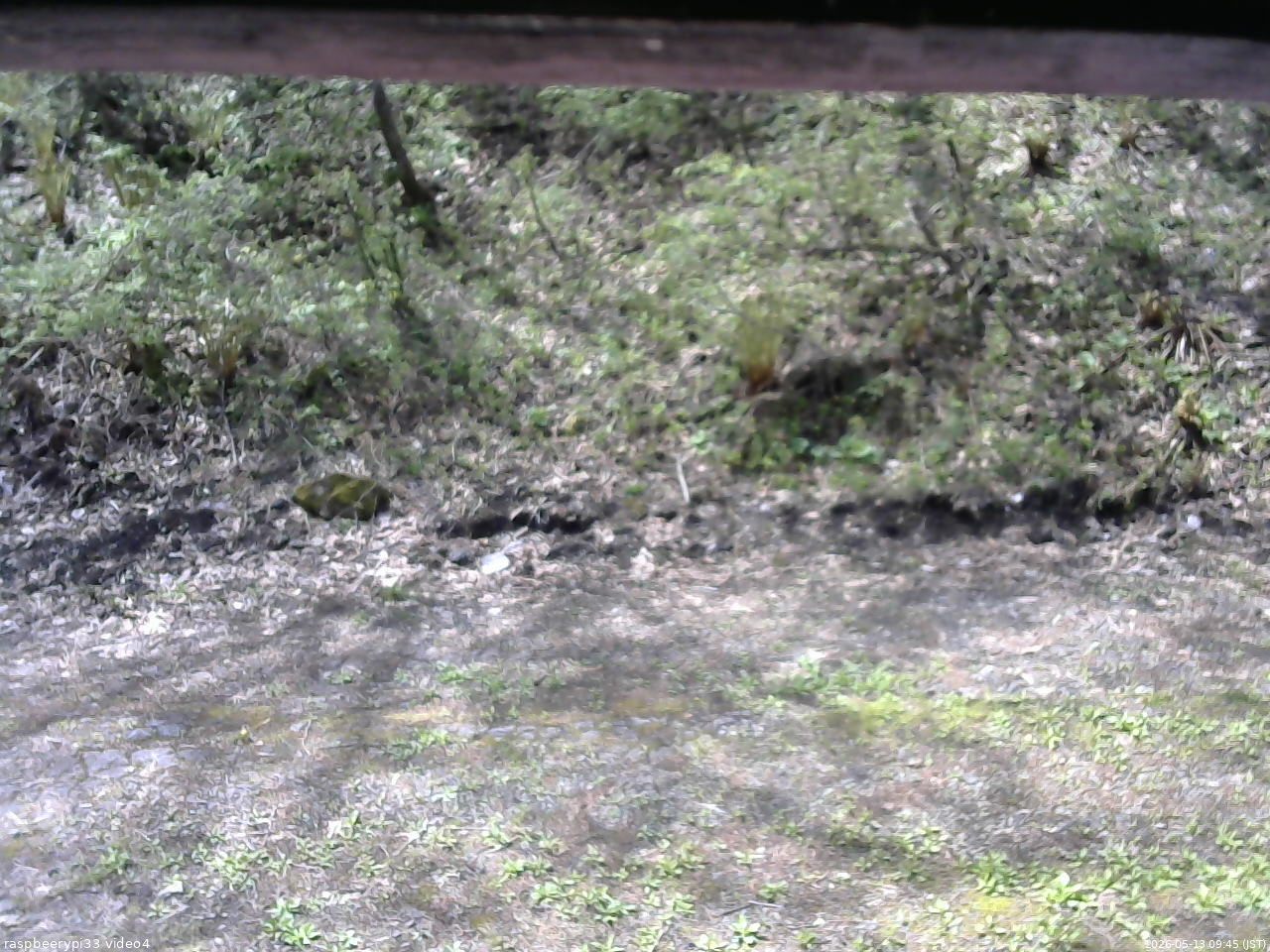長野県菅平高原 ゆたか山荘 東側(坂下) 2026/05/13 09:45