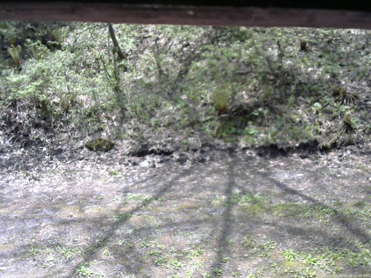 長野県菅平高原 ゆたか山荘 東側(坂下) 2026/05/13 11:00