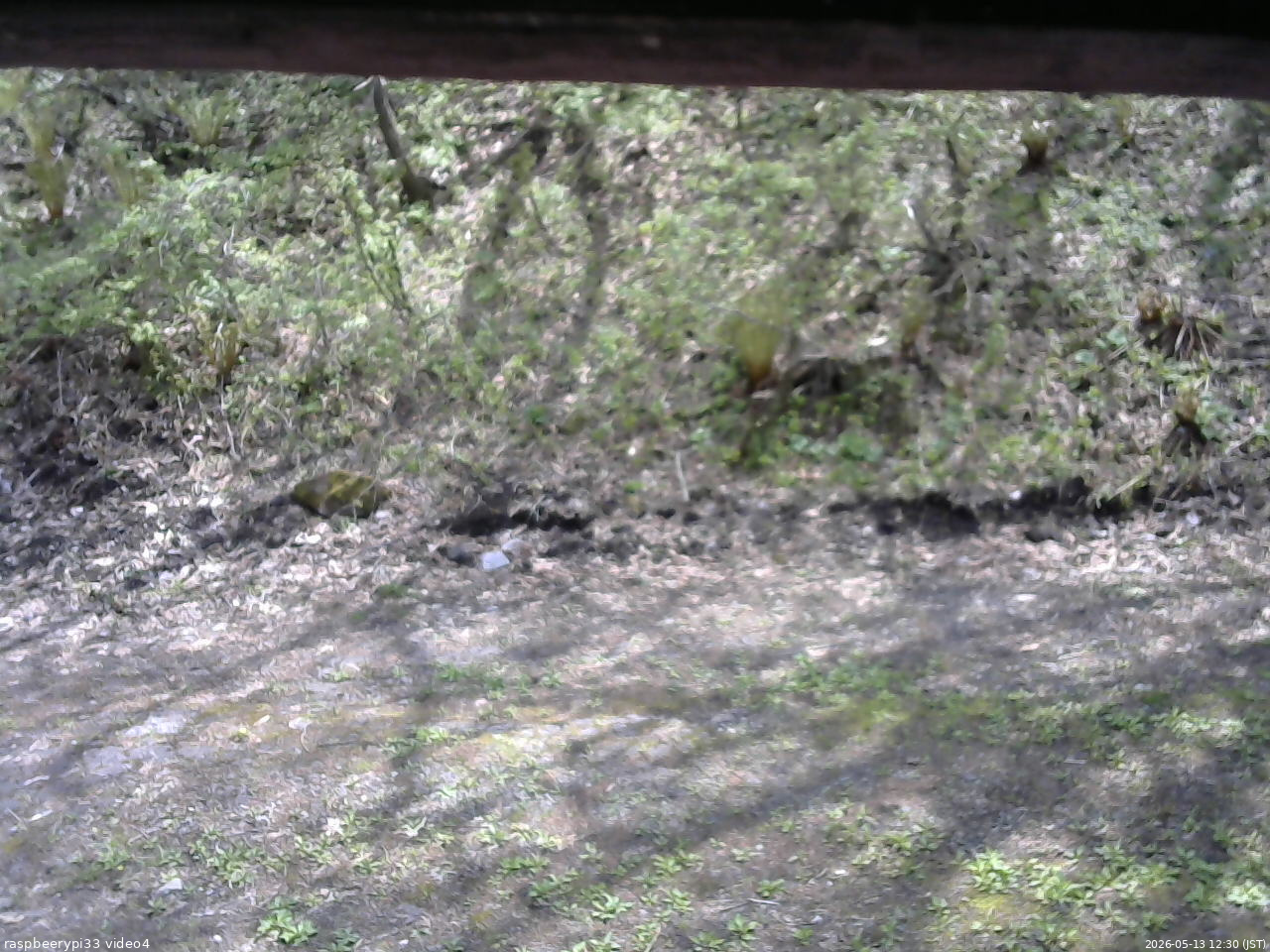 長野県菅平高原 ゆたか山荘 東側(坂下) 2026/05/13 12:30