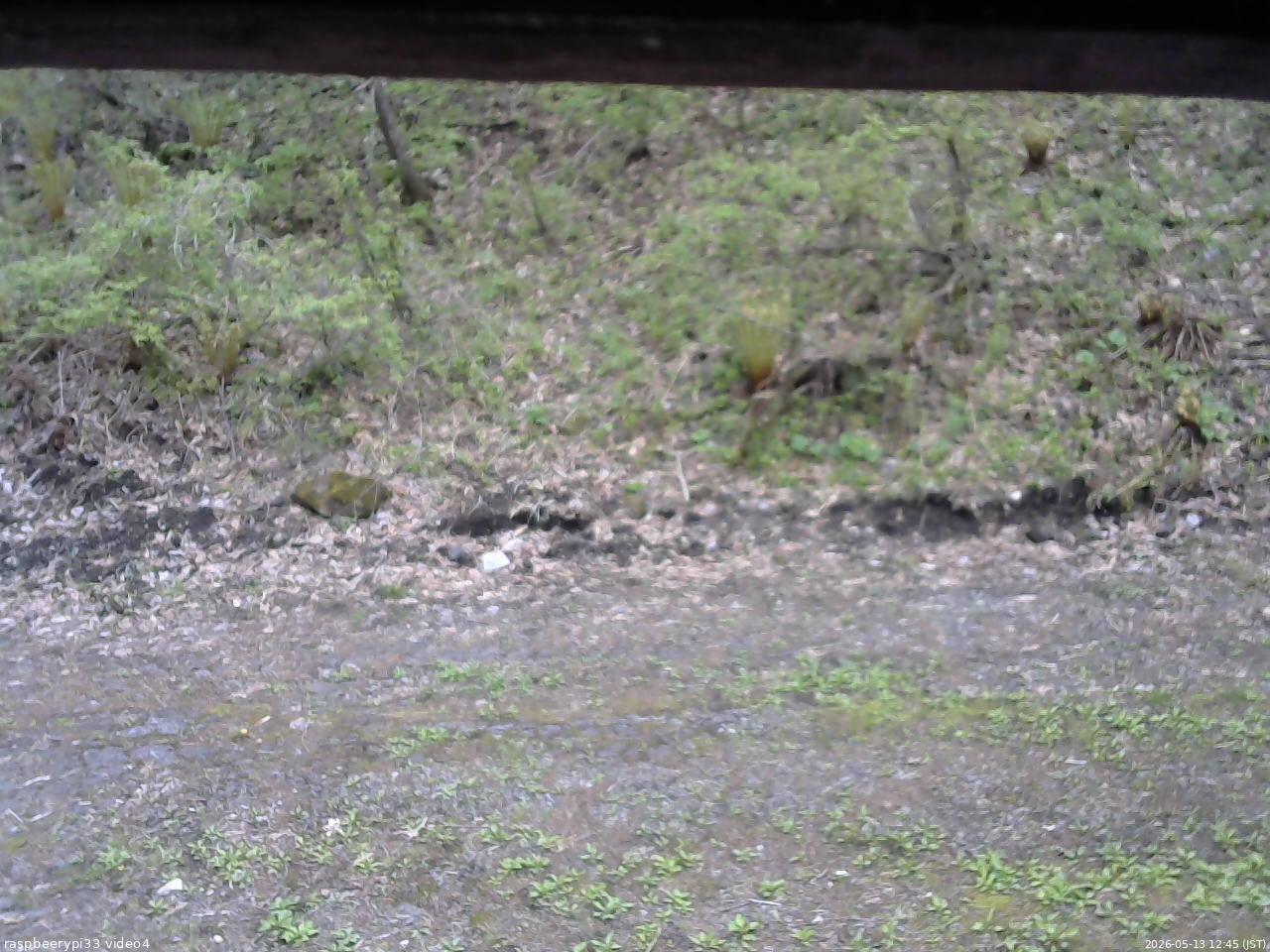 長野県菅平高原 ゆたか山荘 東側(坂下) 2026/05/13 12:45