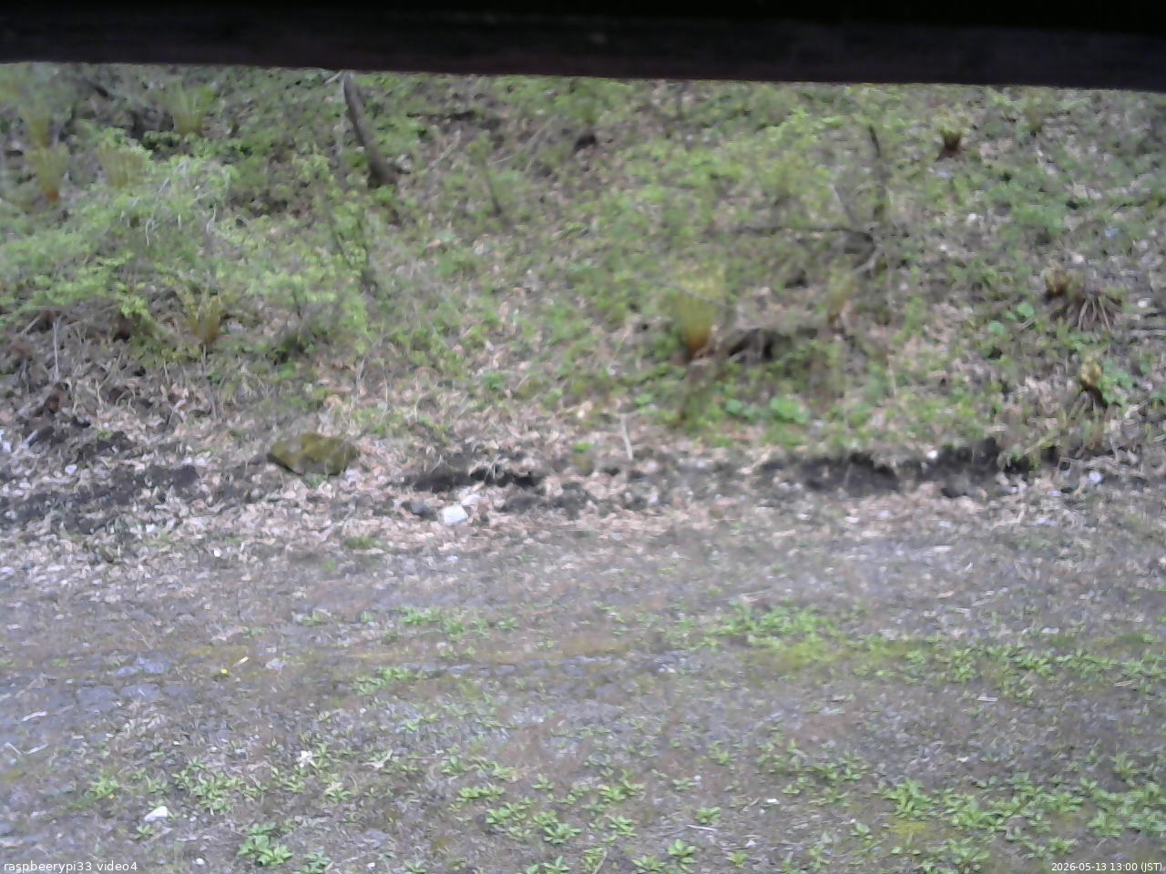 長野県菅平高原 ゆたか山荘 東側(坂下) 2026/05/13 13:00