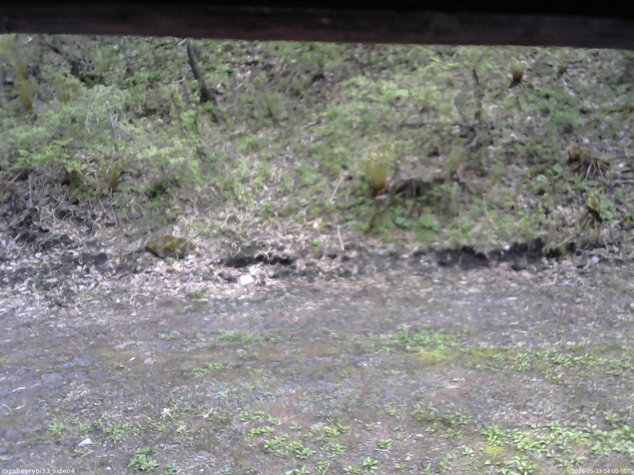 長野県菅平高原 ゆたか山荘 東側(坂下) 2026/05/13 14:00