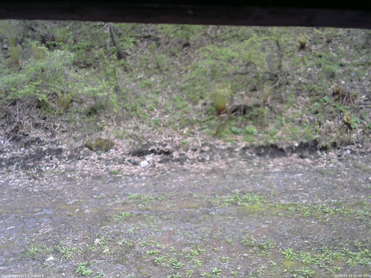 長野県菅平高原 ゆたか山荘 東側(坂下) 2026/05/13 15:00