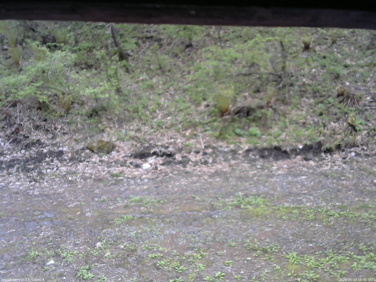 長野県菅平高原 ゆたか山荘 東側(坂下) 2026/05/13 15:45
