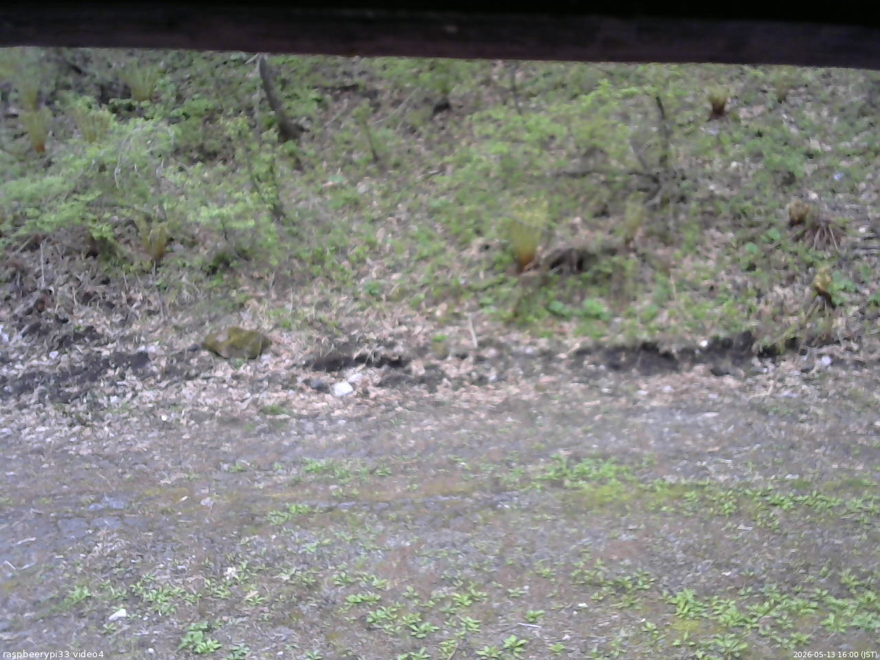 長野県菅平高原 ゆたか山荘 東側(坂下) 2026/05/13 16:00