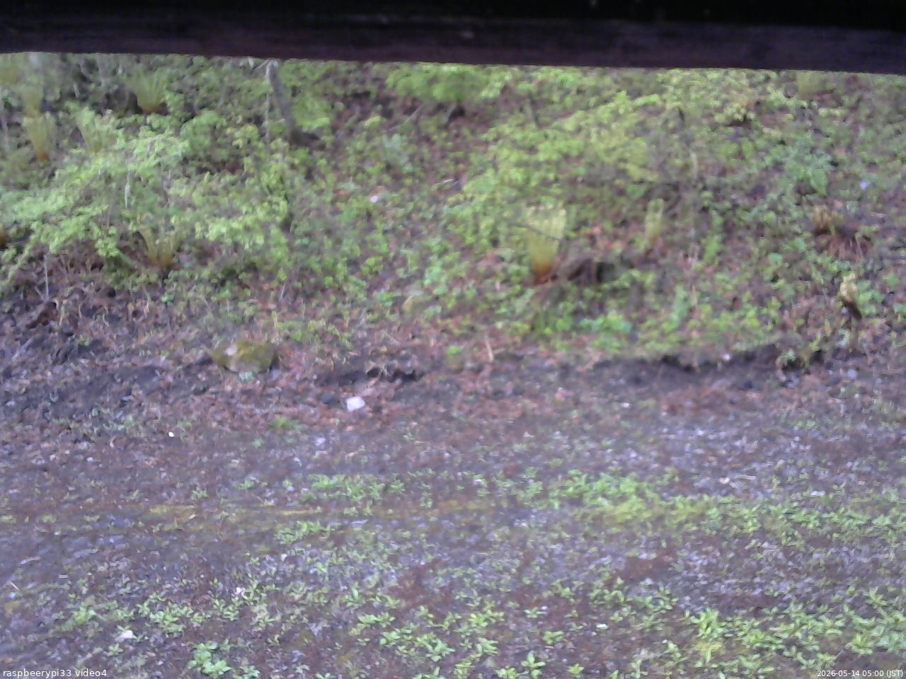 長野県菅平高原 ゆたか山荘 東側(坂下) 2026/05/14 05:00