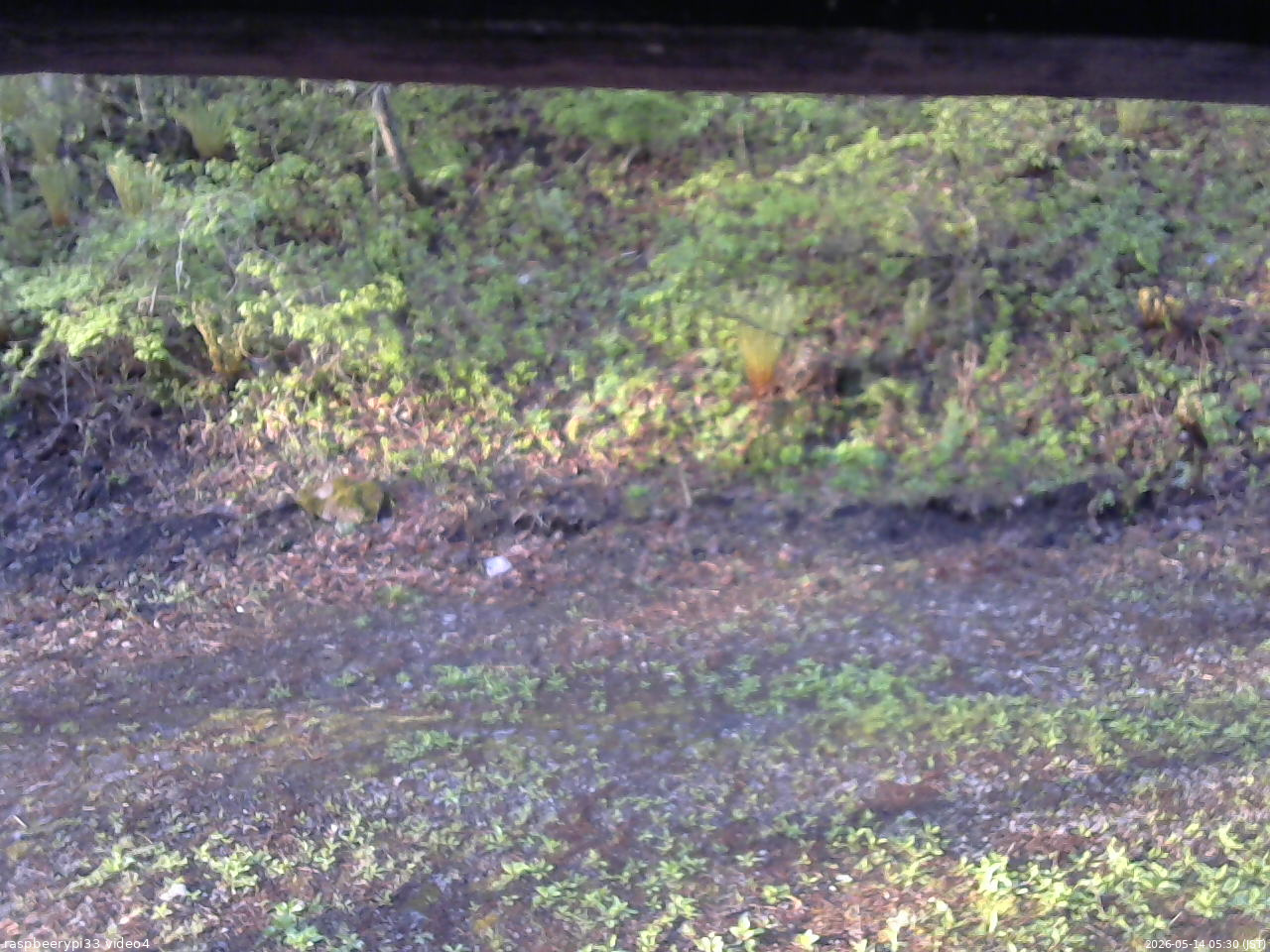 長野県菅平高原 ゆたか山荘 東側(坂下) 2026/05/14 05:30