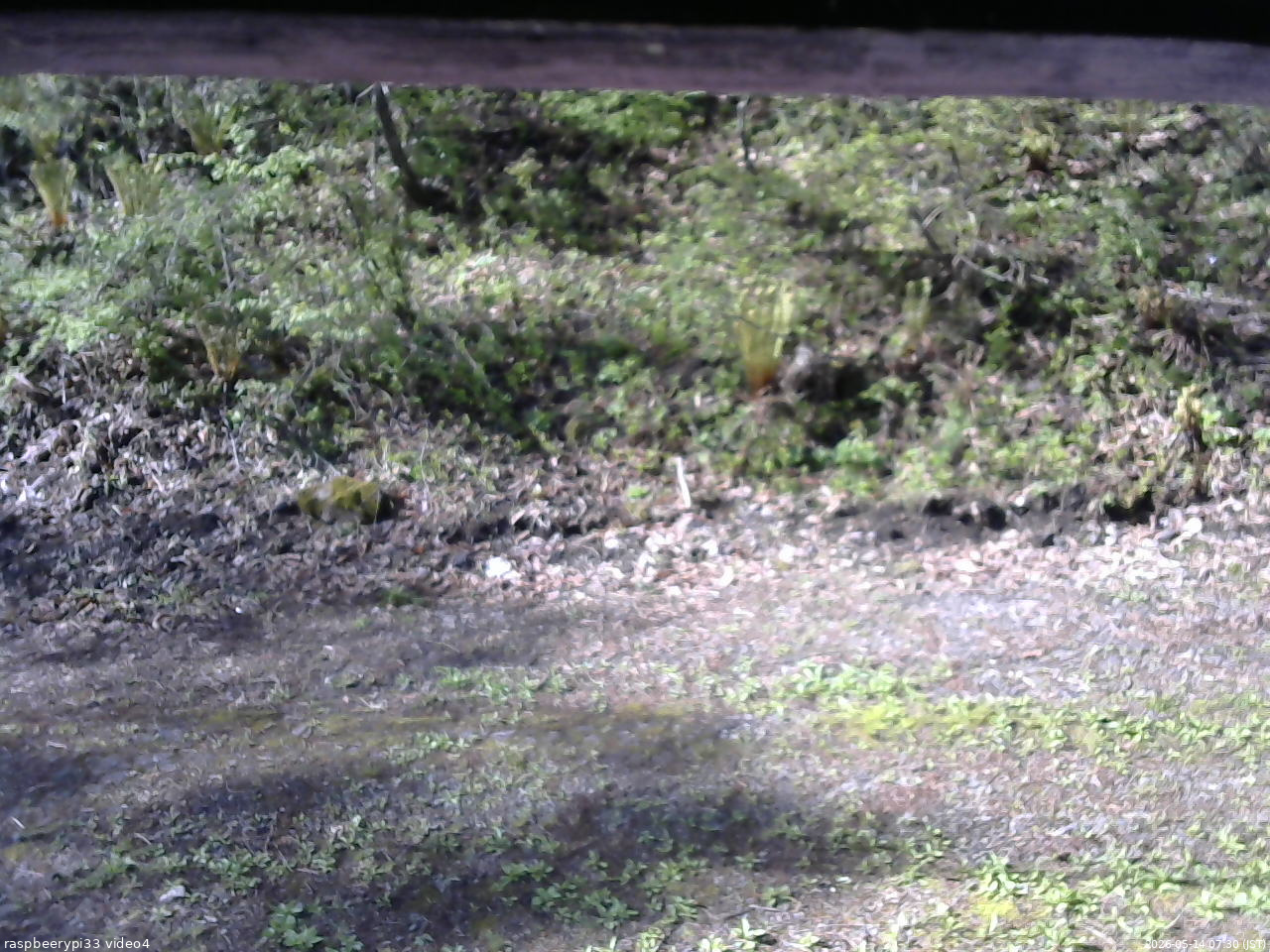 長野県菅平高原 ゆたか山荘 東側(坂下) 2026/05/14 07:30