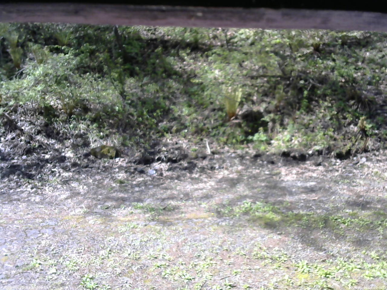 長野県菅平高原 ゆたか山荘 東側(坂下) 2026/05/14 08:30