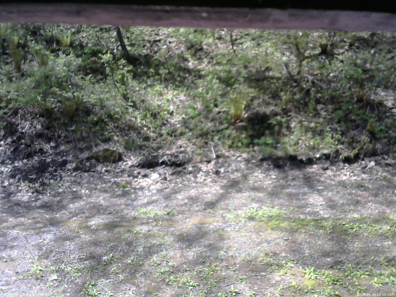 長野県菅平高原 ゆたか山荘 東側(坂下) 2026/05/14 09:00