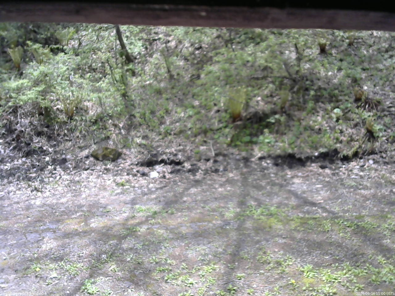 長野県菅平高原 ゆたか山荘 東側(坂下) 2026/05/14 11:00