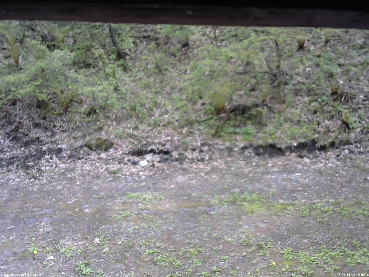 長野県菅平高原 ゆたか山荘 東側(坂下) 2026/05/14 12:15