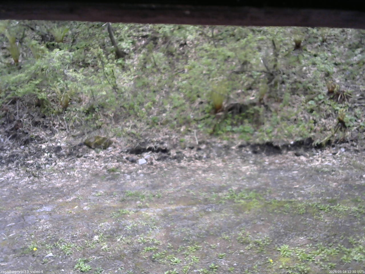 長野県菅平高原 ゆたか山荘 東側(坂下) 2026/05/14 12:30