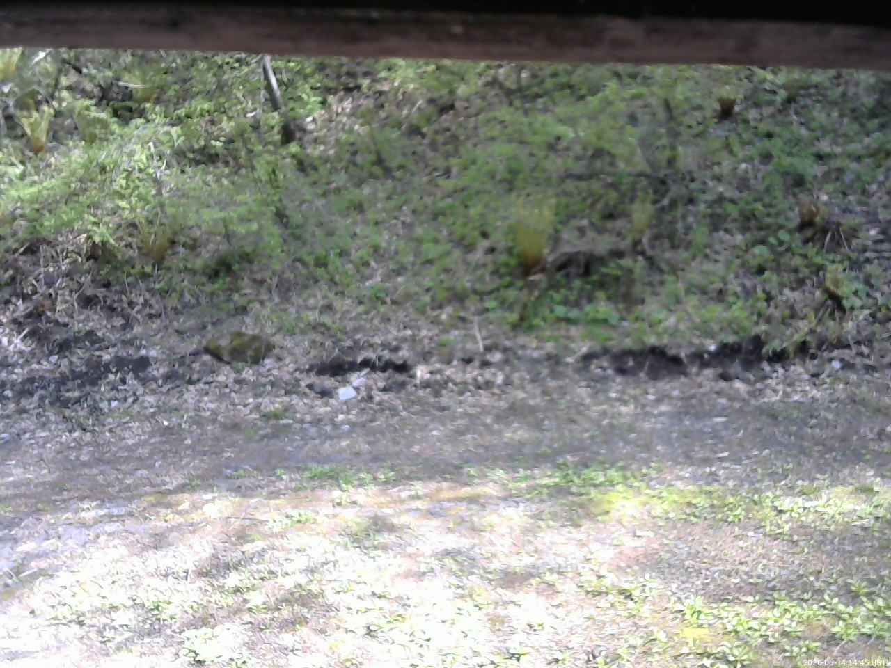 長野県菅平高原 ゆたか山荘 東側(坂下) 2026/05/14 14:45