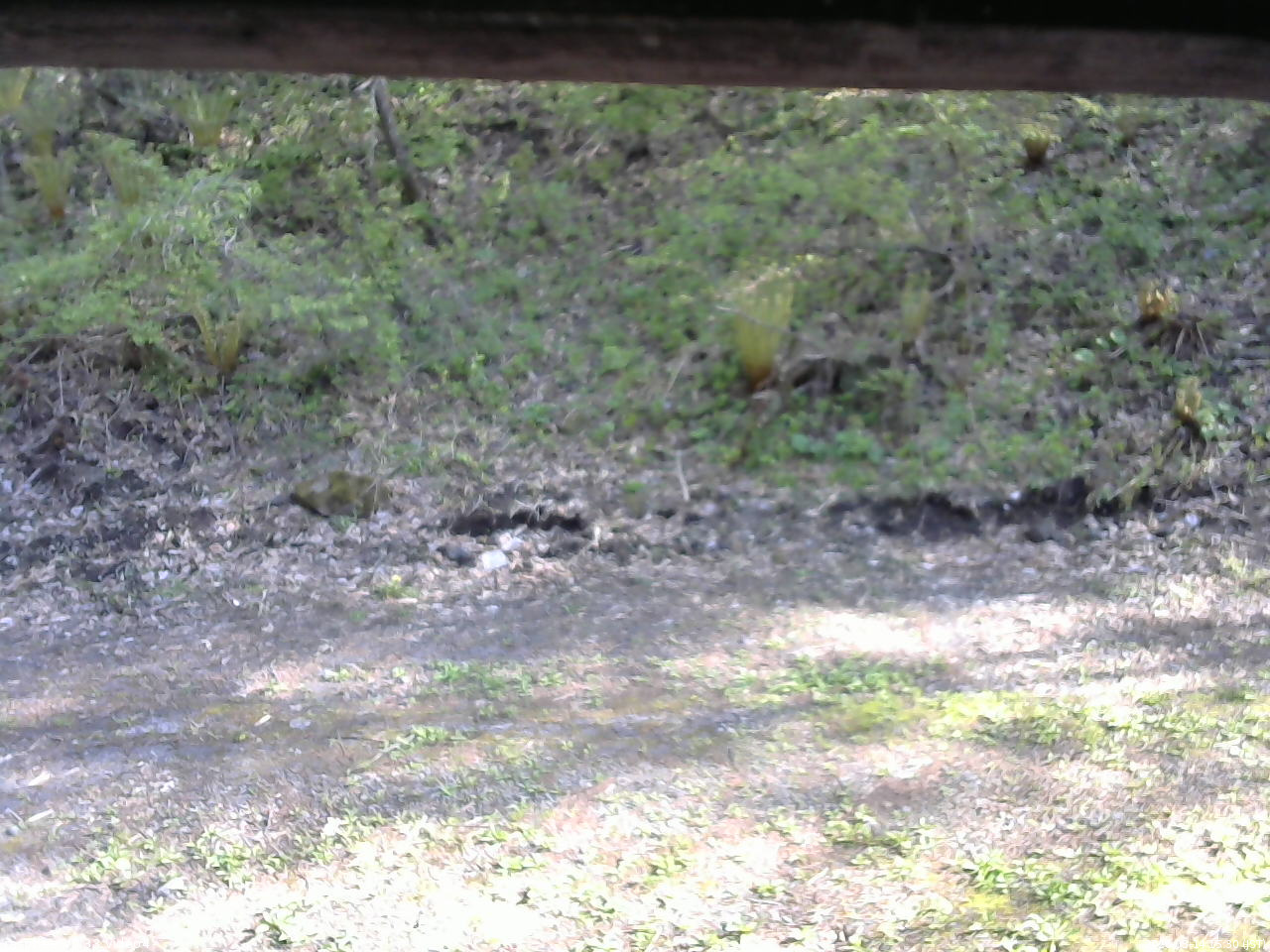 長野県菅平高原 ゆたか山荘 東側(坂下) 2026/05/14 15:30