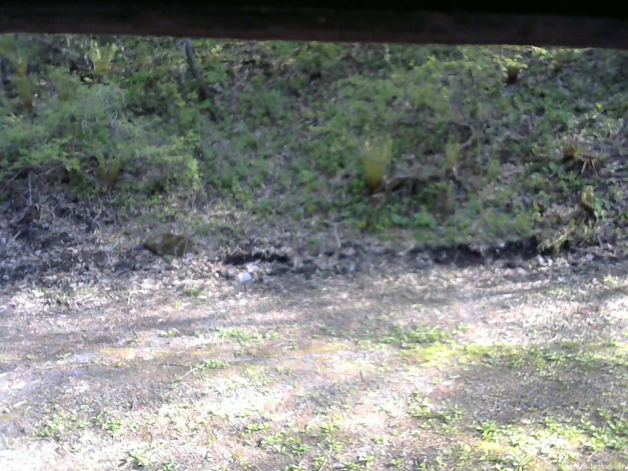 長野県菅平高原 ゆたか山荘 東側(坂下) 2026/05/14 15:45