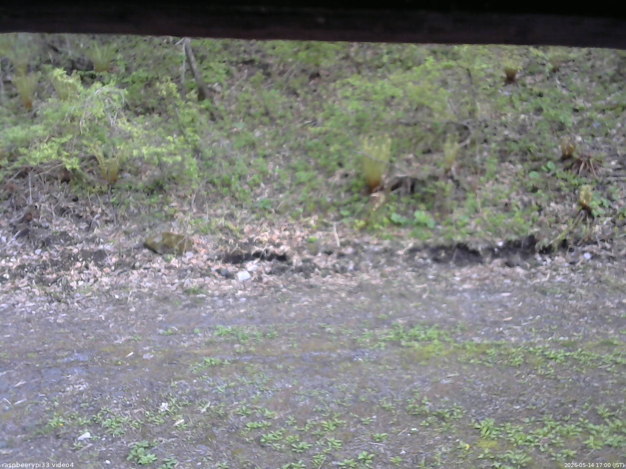 長野県菅平高原 ゆたか山荘 東側(坂下) 2026/05/14 17:00