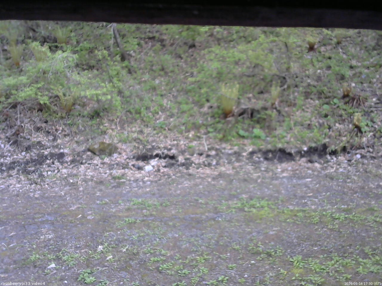 長野県菅平高原 ゆたか山荘 東側(坂下) 2026/05/14 17:30