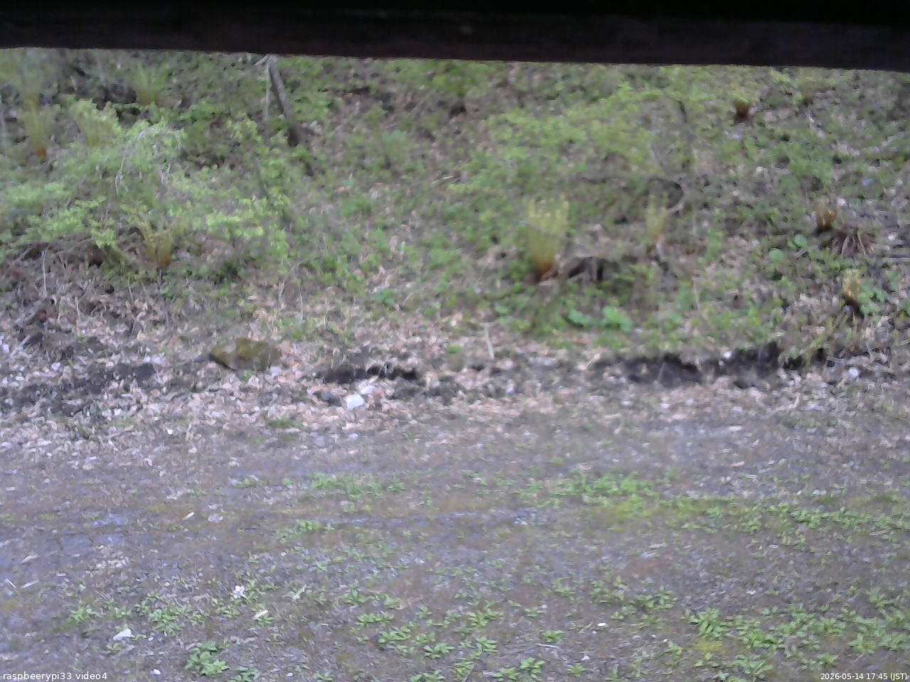 長野県菅平高原 ゆたか山荘 東側(坂下) 2026/05/14 17:45