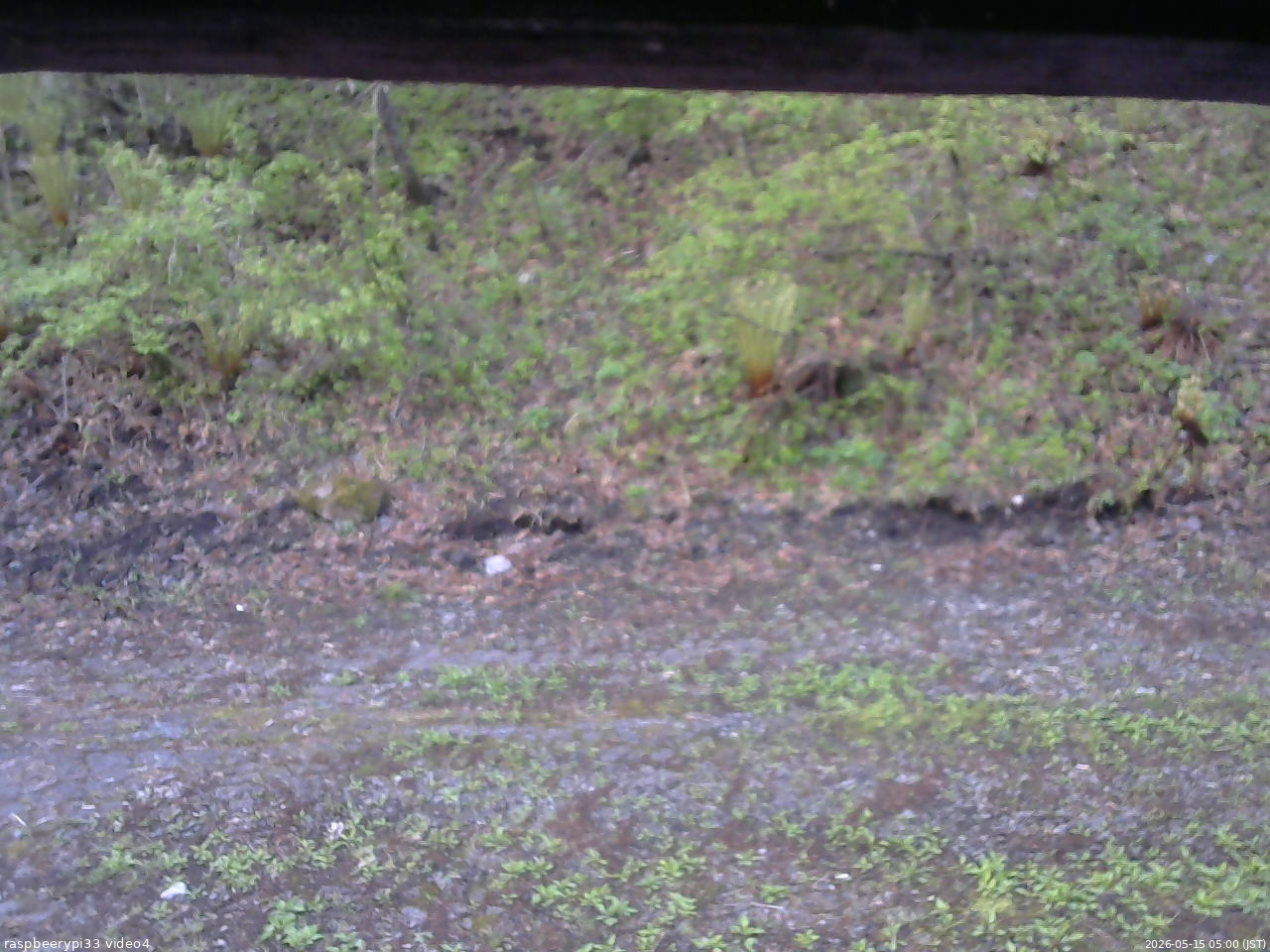 長野県菅平高原 ゆたか山荘 東側(坂下) 2026/05/15 05:00