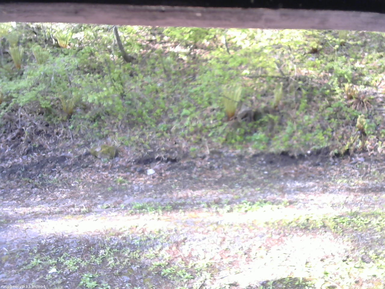 長野県菅平高原 ゆたか山荘 東側(坂下) 2026/05/15 06:45
