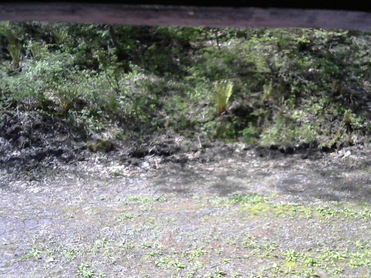 長野県菅平高原 ゆたか山荘 東側(坂下) 2026/05/15 08:15