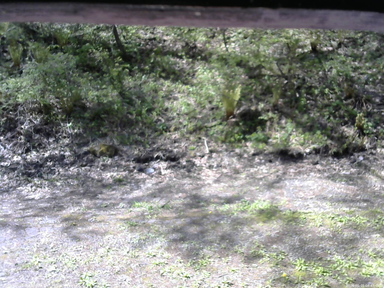 長野県菅平高原 ゆたか山荘 東側(坂下) 2026/05/15 08:45