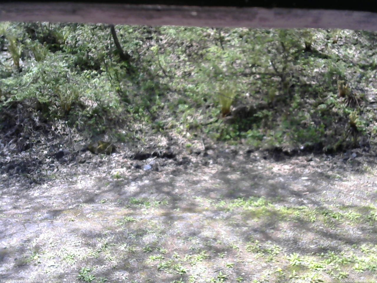 長野県菅平高原 ゆたか山荘 東側(坂下) 2026/05/15 09:30