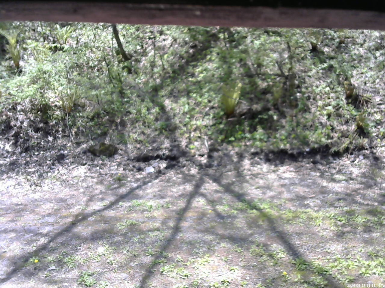 長野県菅平高原 ゆたか山荘 東側(坂下) 2026/05/15 11:15