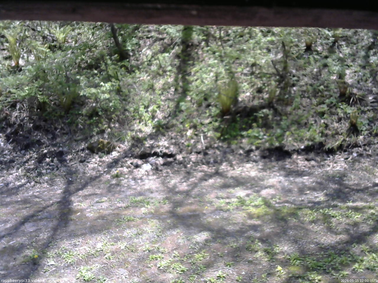 長野県菅平高原 ゆたか山荘 東側(坂下) 2026/05/15 12:00