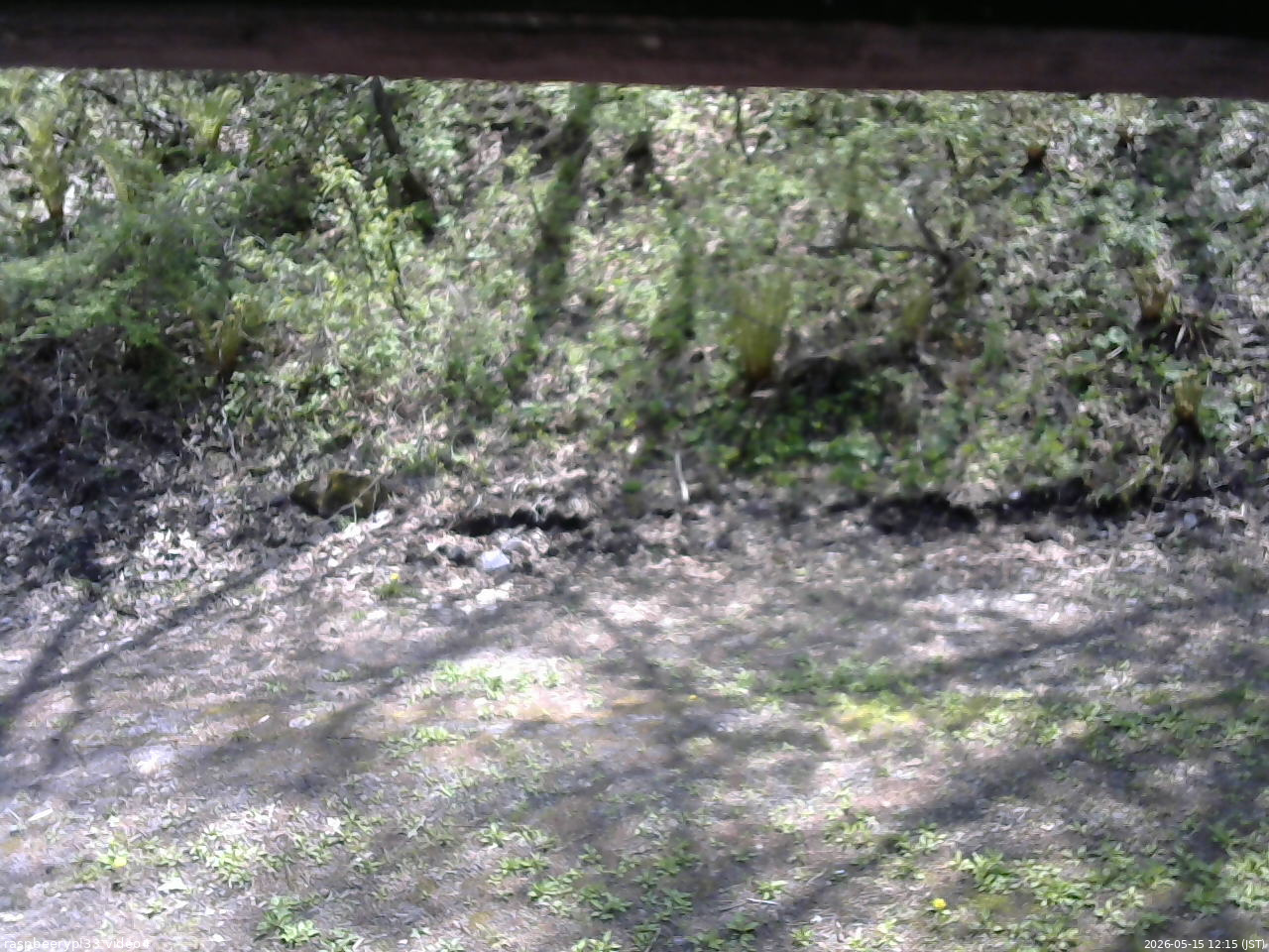 長野県菅平高原 ゆたか山荘 東側(坂下) 2026/05/15 12:15