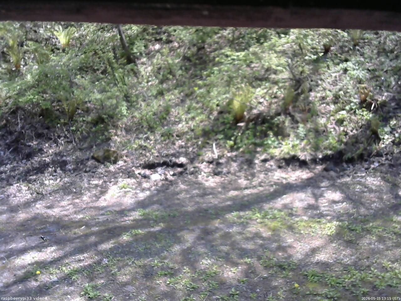 長野県菅平高原 ゆたか山荘 東側(坂下) 2026/05/15 13:15