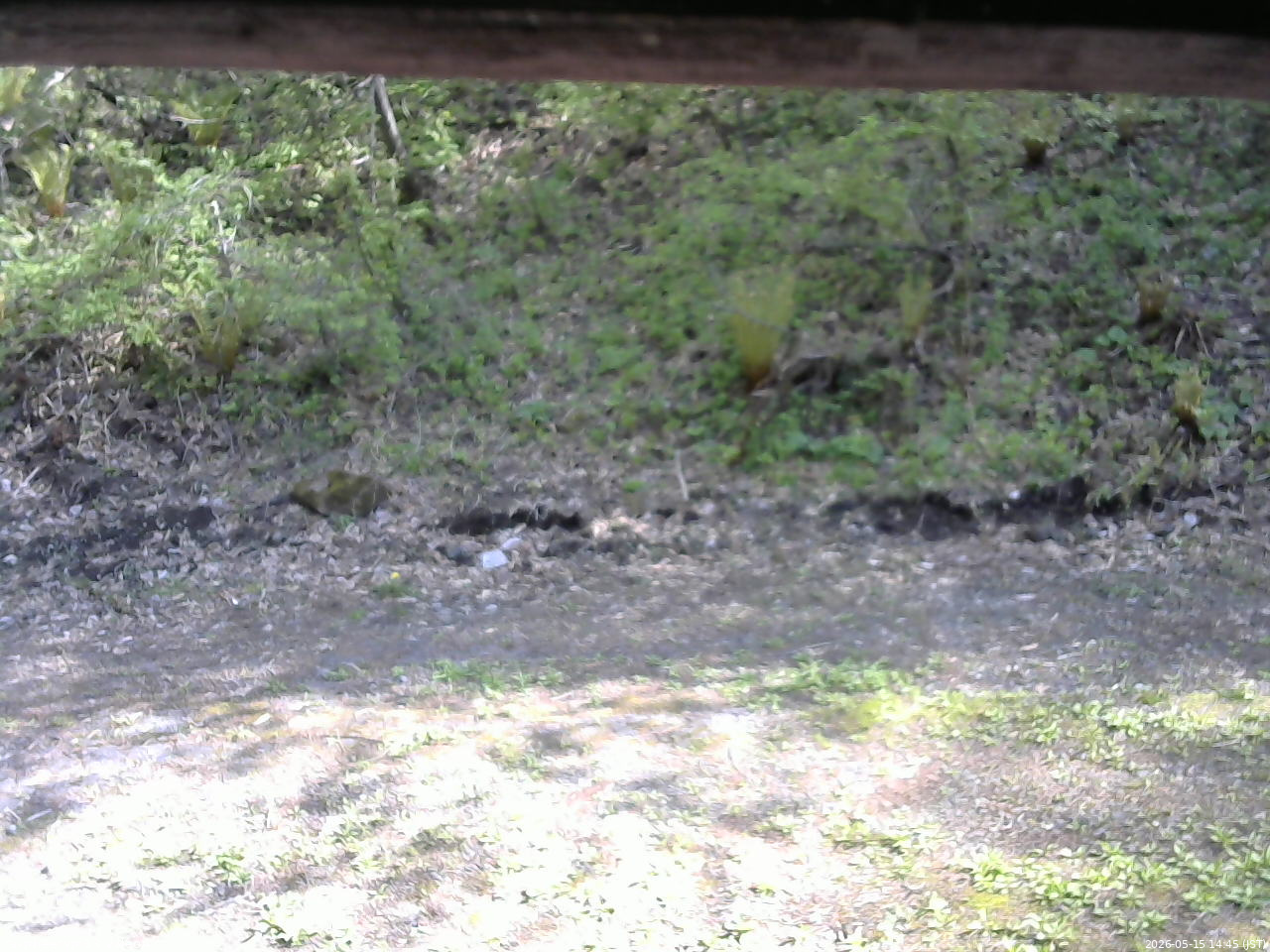 長野県菅平高原 ゆたか山荘 東側(坂下) 2026/05/15 14:45