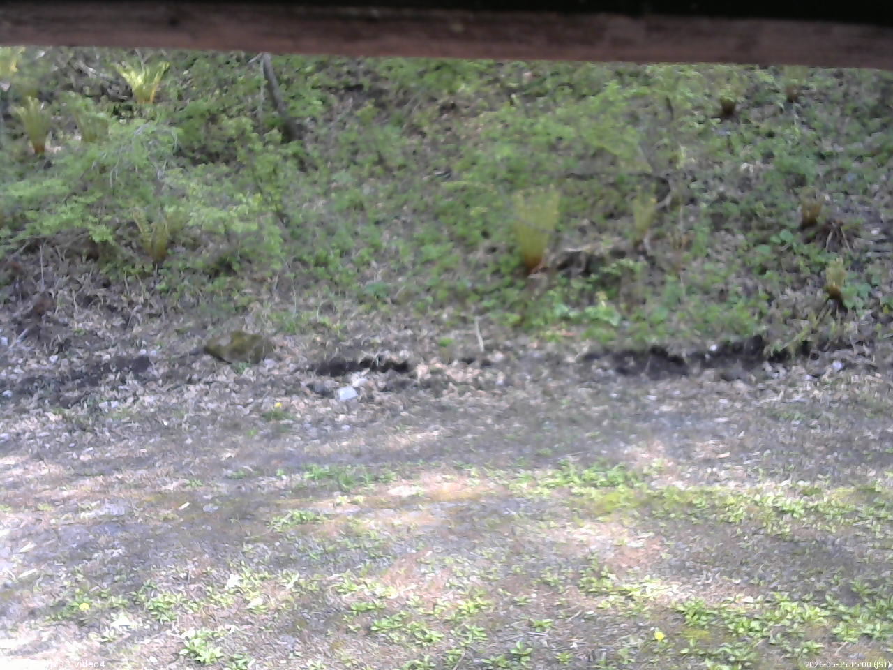 長野県菅平高原 ゆたか山荘 東側(坂下) 2026/05/15 15:00