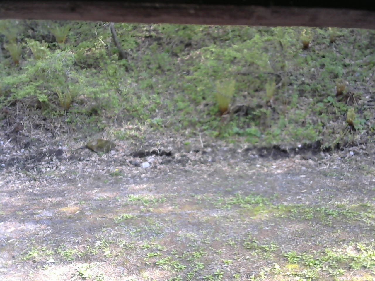 長野県菅平高原 ゆたか山荘 東側(坂下) 2026/05/15 15:15