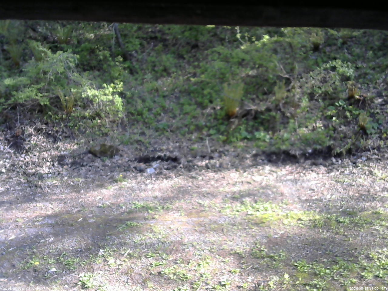 長野県菅平高原 ゆたか山荘 東側(坂下) 2026/05/15 16:00