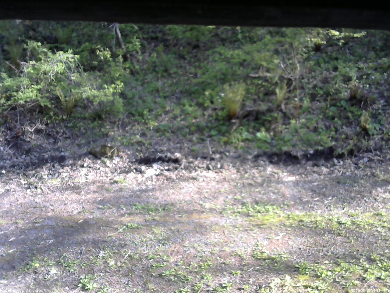 長野県菅平高原 ゆたか山荘 東側(坂下) 2026/05/15 16:15