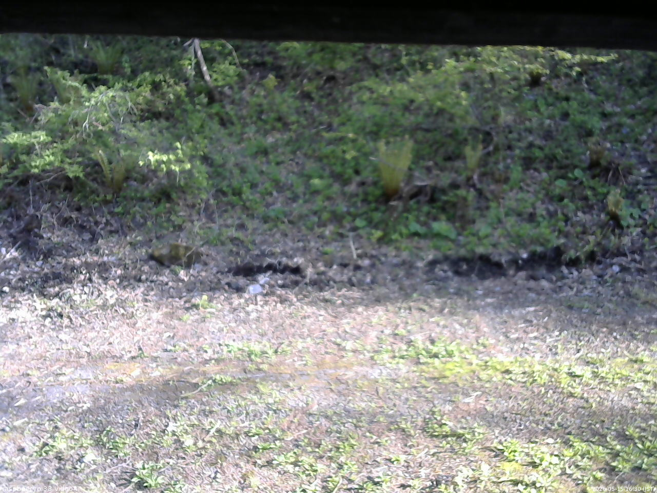 長野県菅平高原 ゆたか山荘 東側(坂下) 2026/05/15 16:30