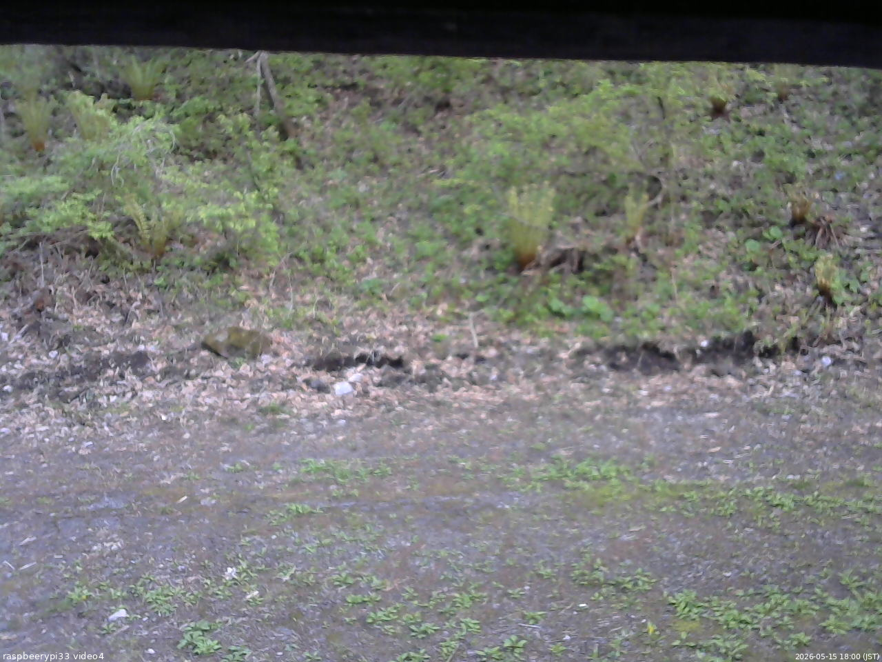 長野県菅平高原 ゆたか山荘 東側(坂下) 2026/05/15 18:00