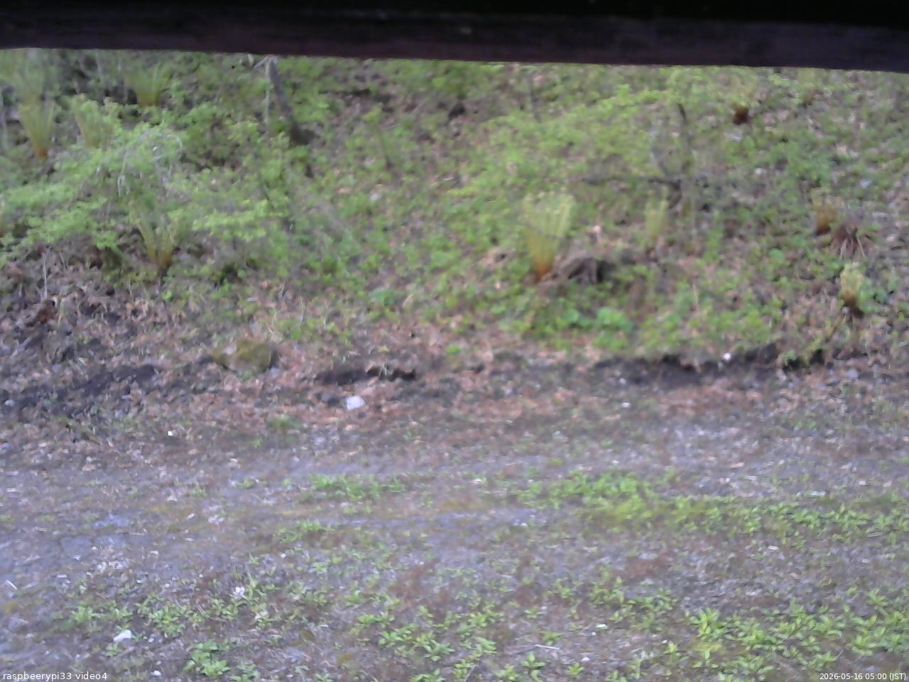 長野県菅平高原 ゆたか山荘 東側(坂下) 2026/05/16 05:00