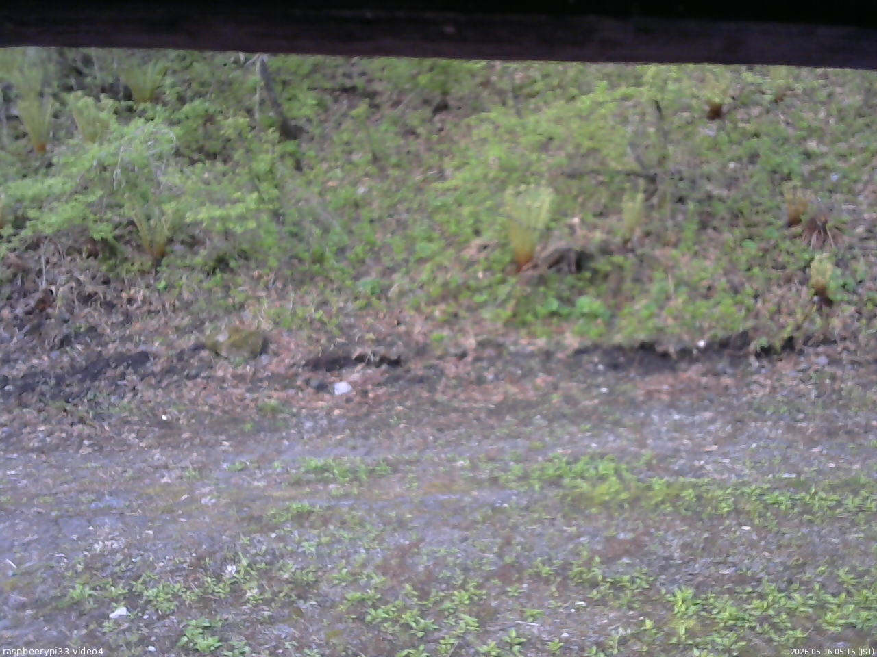 長野県菅平高原 ゆたか山荘 東側(坂下) 2026/05/16 05:15