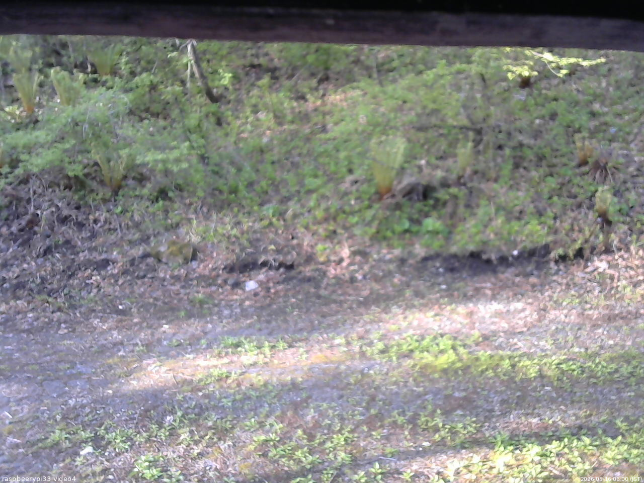 長野県菅平高原 ゆたか山荘 東側(坂下) 2026/05/16 06:00